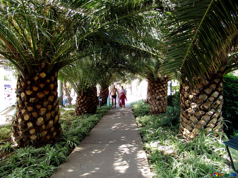 Path under palm trees  №190