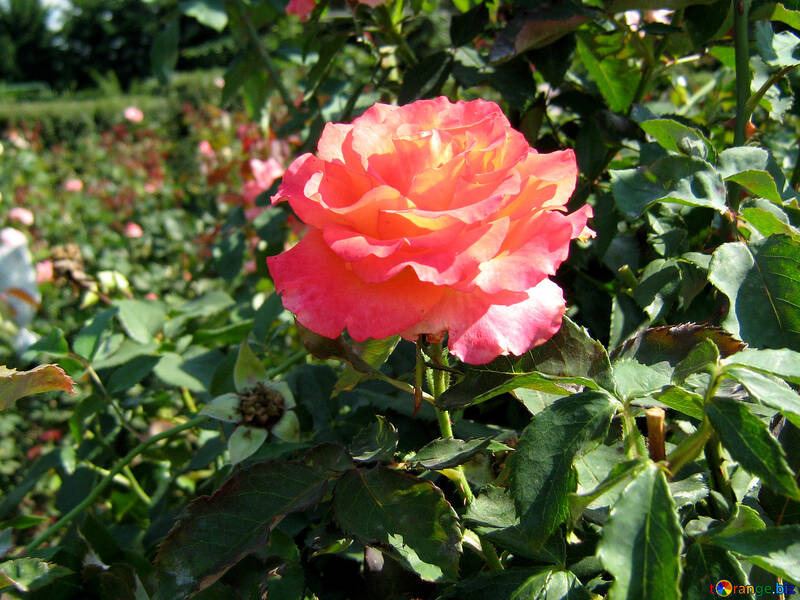 Rosa vermelha em um arbusto  №541