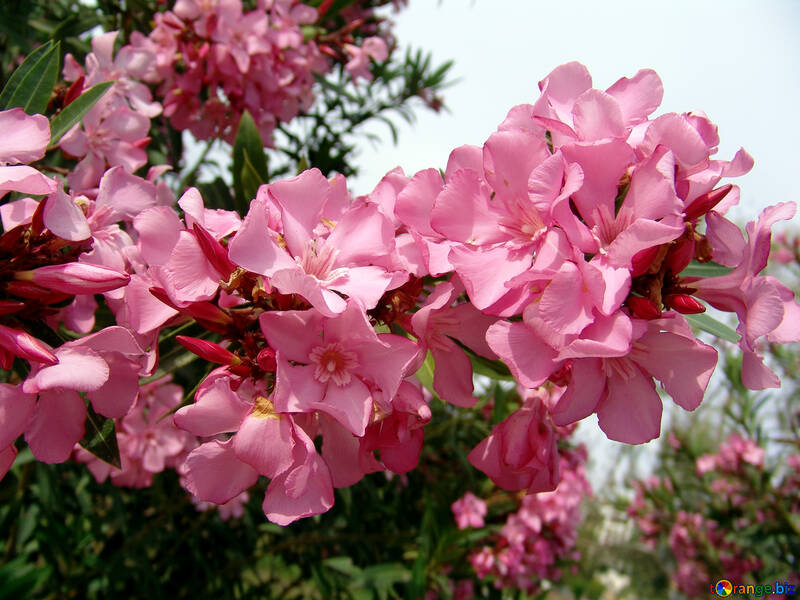 Pink flowers №269