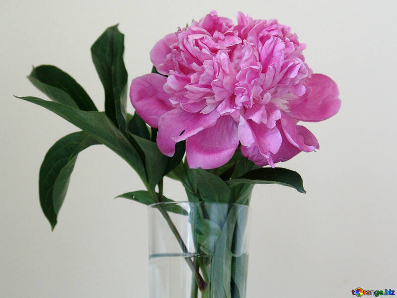  peonía rosa en un florero de vidrio  №879