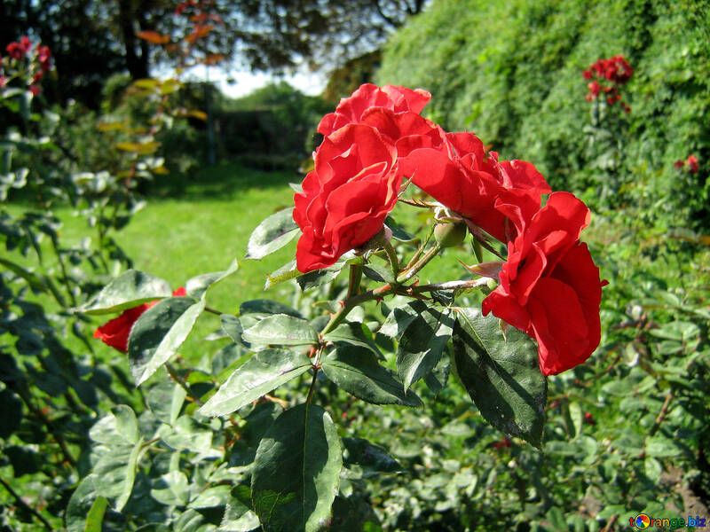 Червоні троянди №539