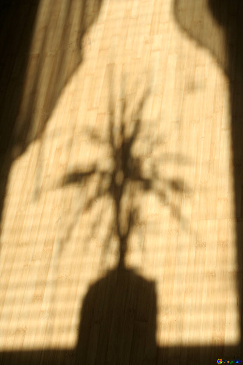  sombra de la ventana con una flor en el suelo  №846