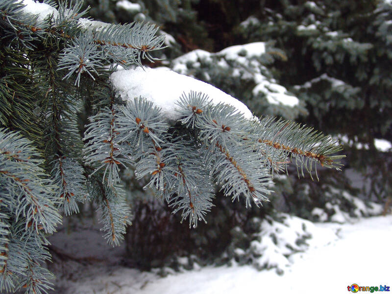 Ramo da árvore azul na neve №410