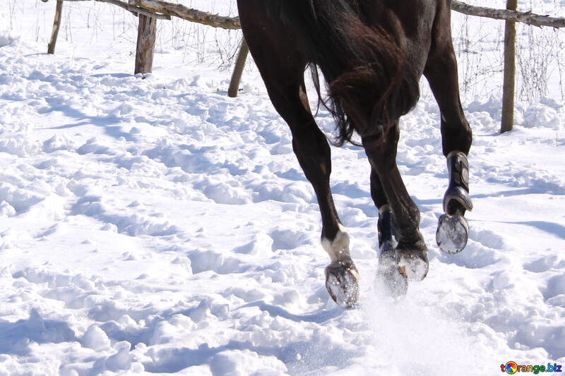 Hooves  Horses  winter   snow №474