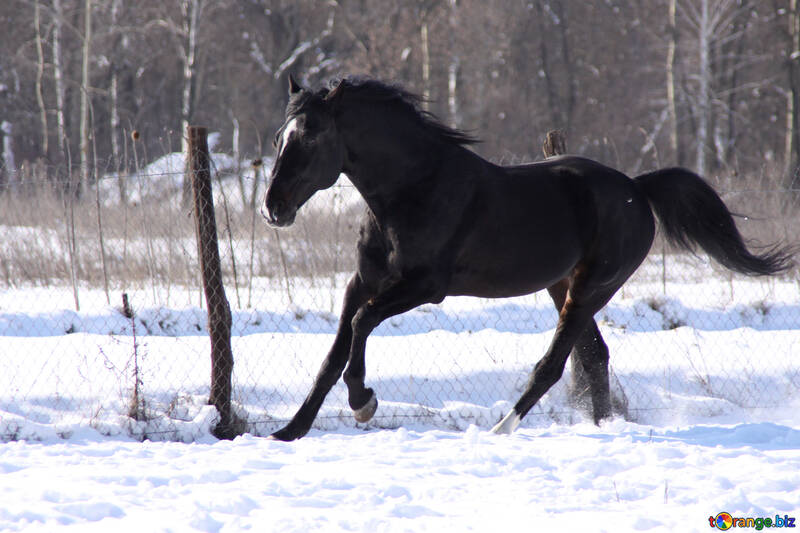 Gallop in the snow №467
