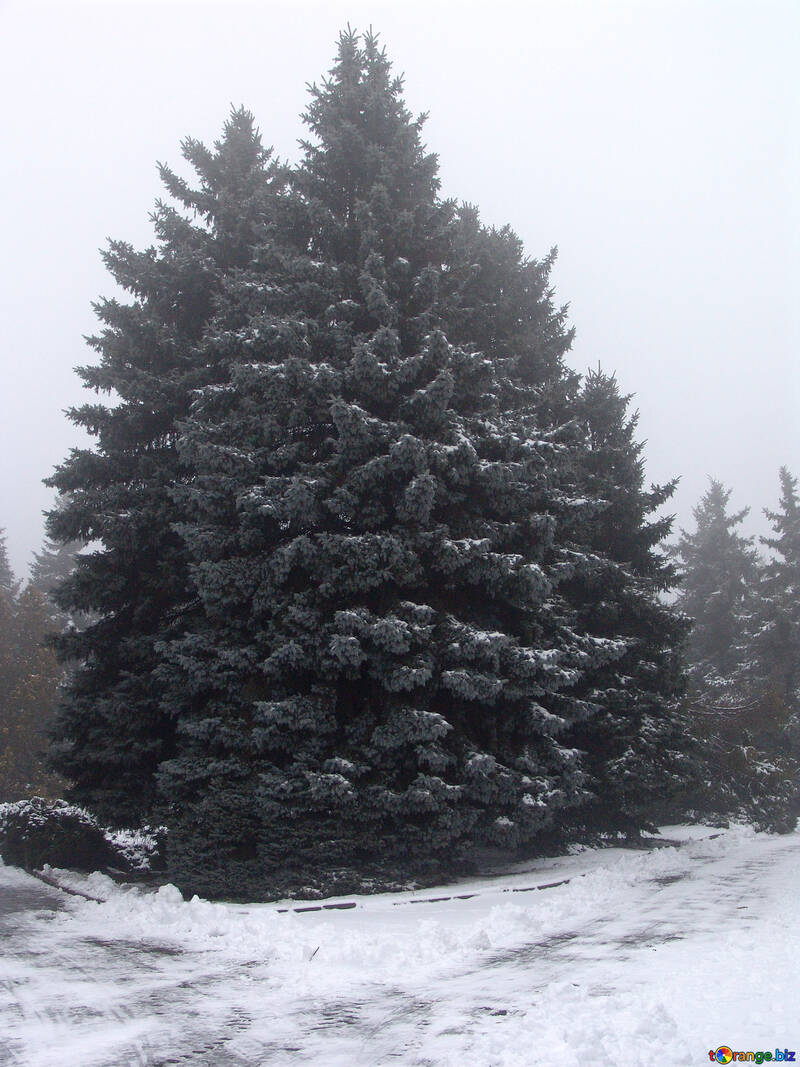Snow-covered fir №408
