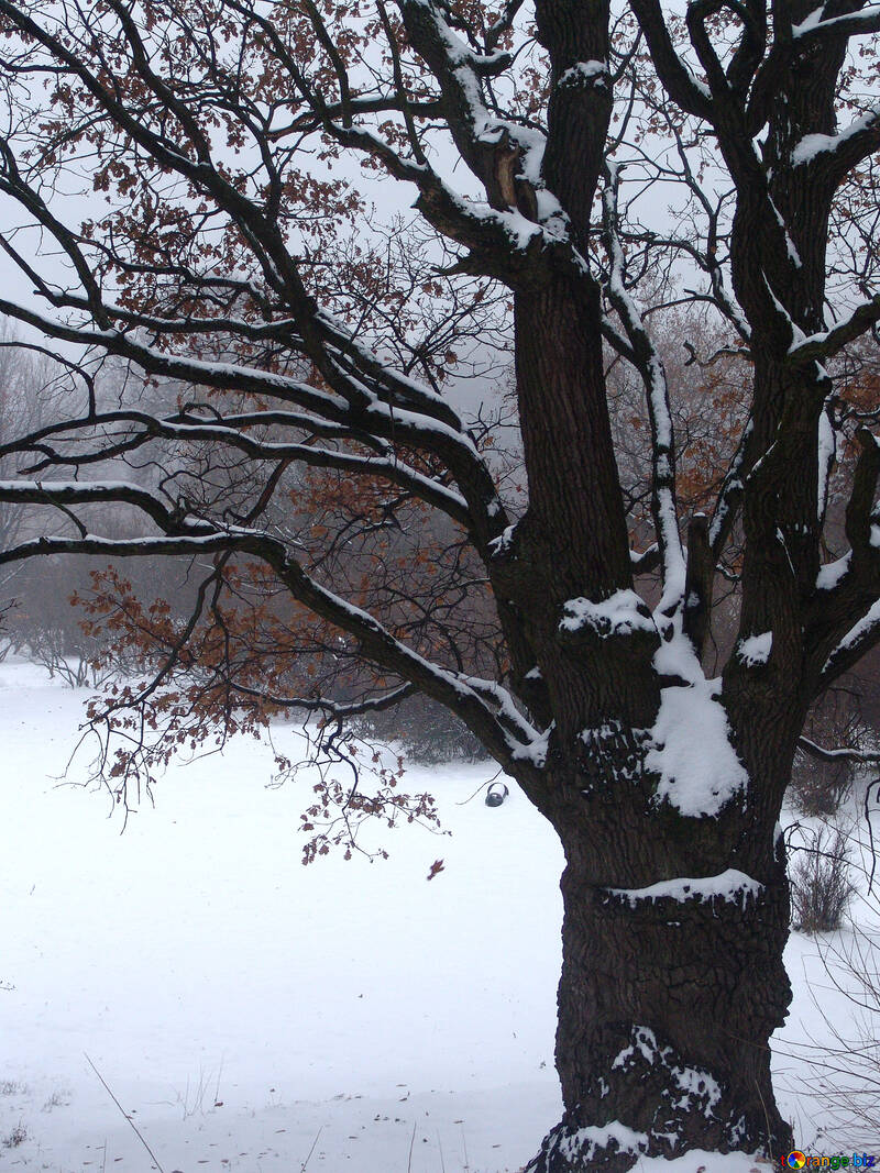 Old snow-covered oak №414