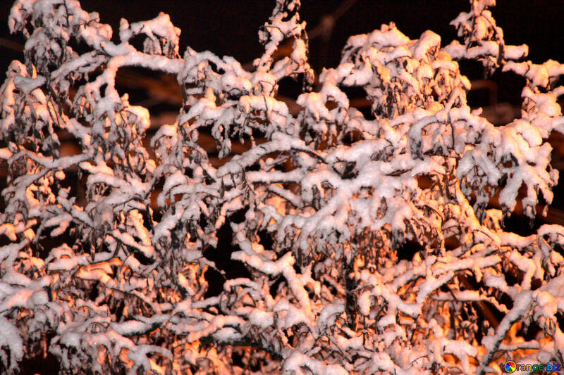  de árboles cubierta, nieve esponjosa, la luz de una linterna  №875
