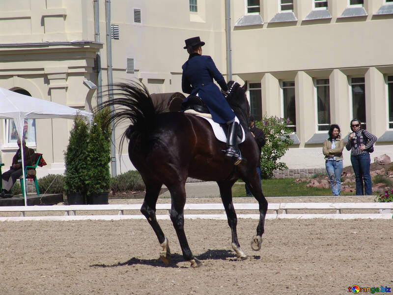 Dressage competitions. Turning on the gallop №750