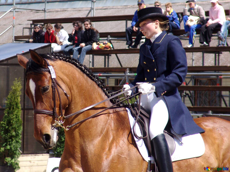 Horsewoman at bay stallion. Dressage №751