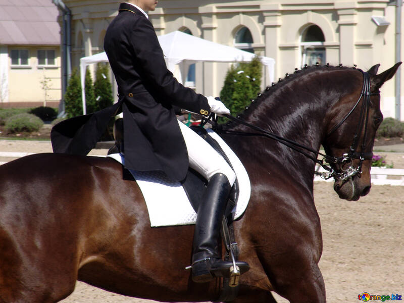 Cavaleira em um cavalo negro na competição №764