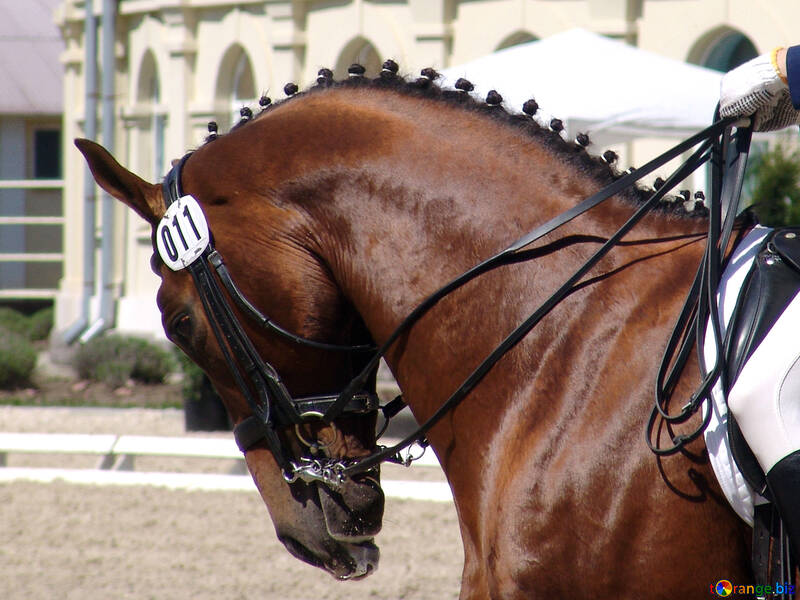 The muzzle is bay stallion at competitions in dressage №755