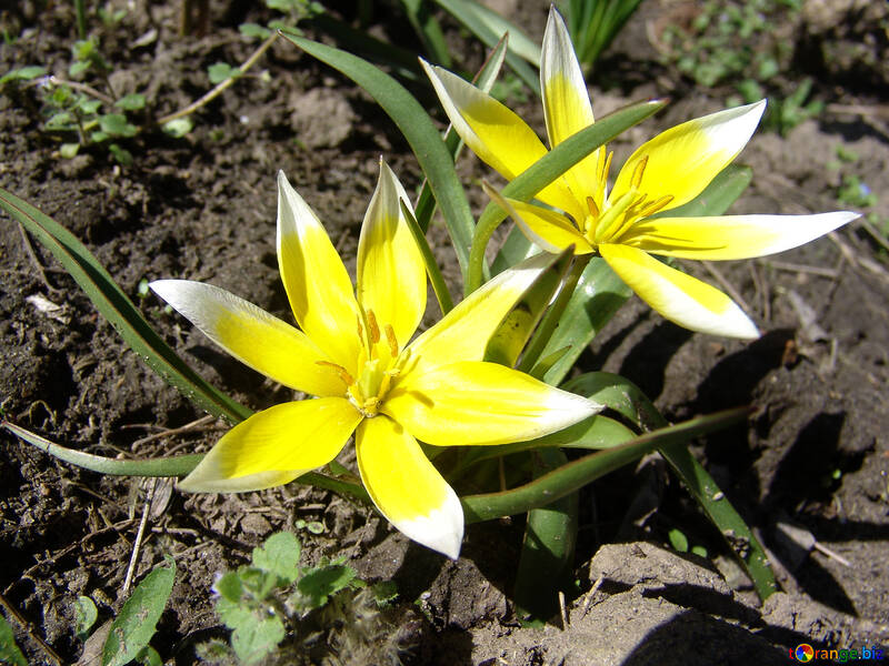 Gelbe Blüten im Frühjahr №532