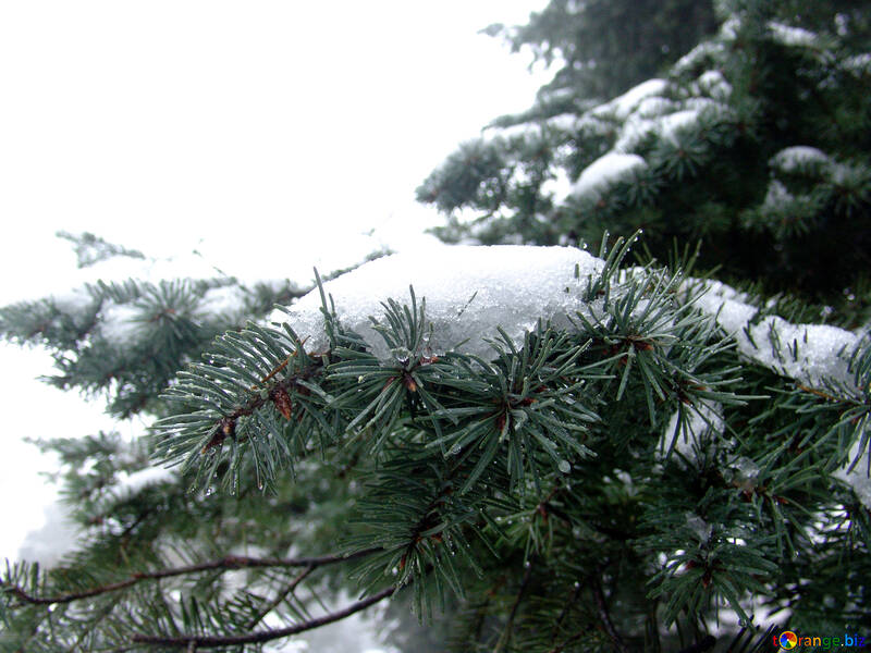 Sapin branches avec neige chapeaux et baisses №398
