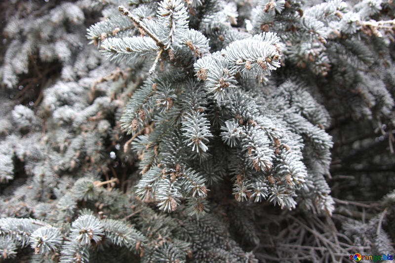 Branch Blue Spruce №432
