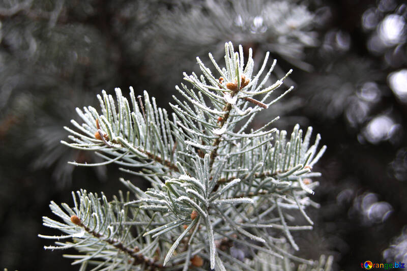 Frosty spruce branch №426