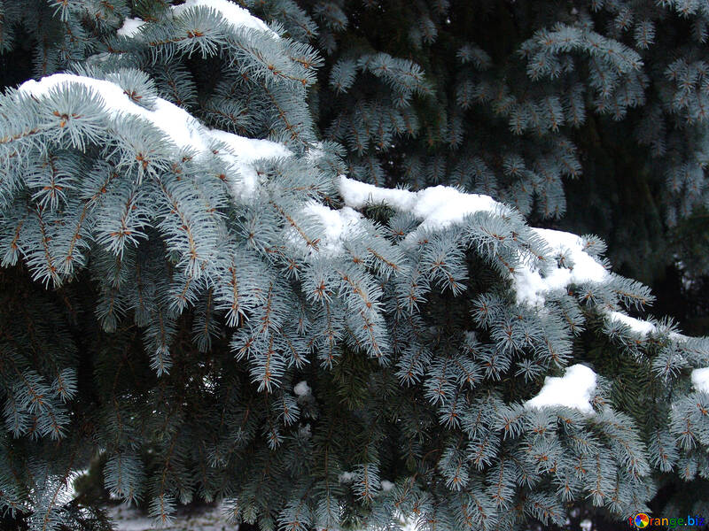  abeto azul de la sucursal con la planta de nieve  №409