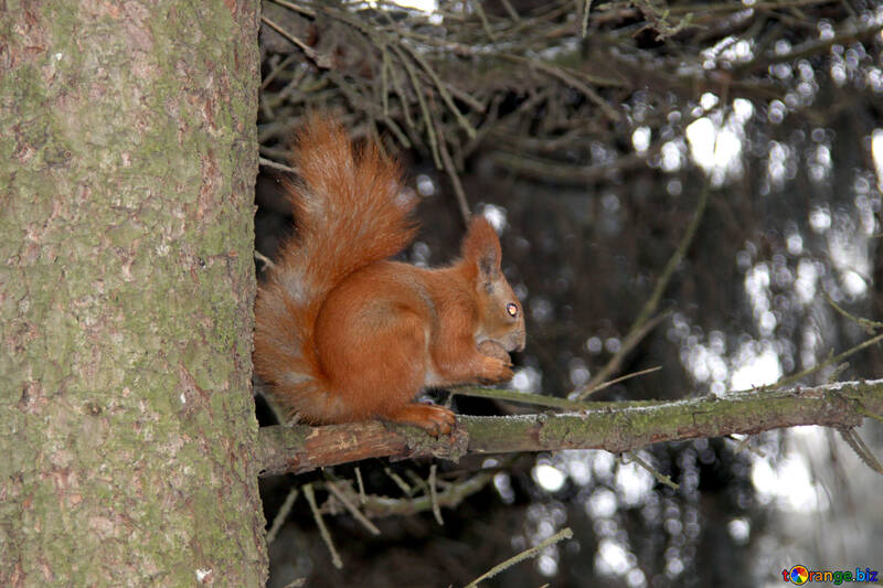 Squirrel chews on branch of walnut. №479