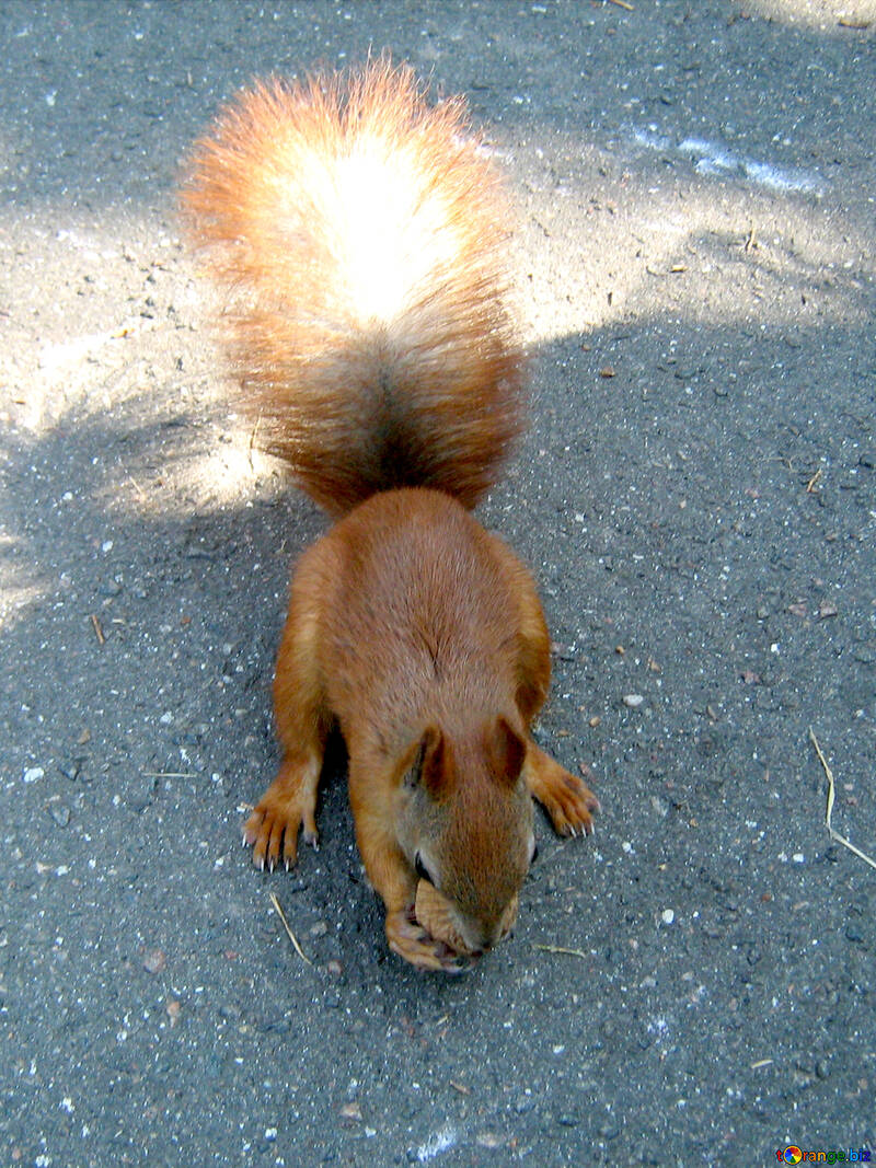 Eichhörnchen mit Nüssen №595