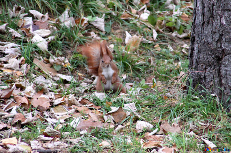 Eichhörnchen stand auf die Hinterbeine in den Herbstfarben. №483
