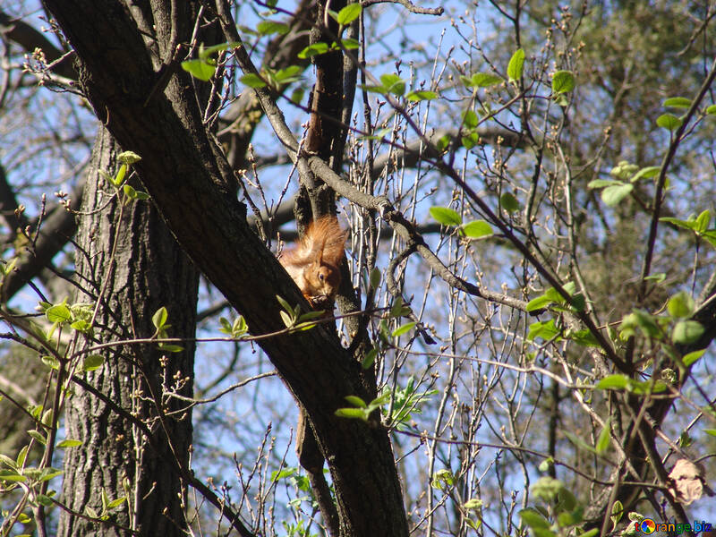 Squirrel at the spring branch №590