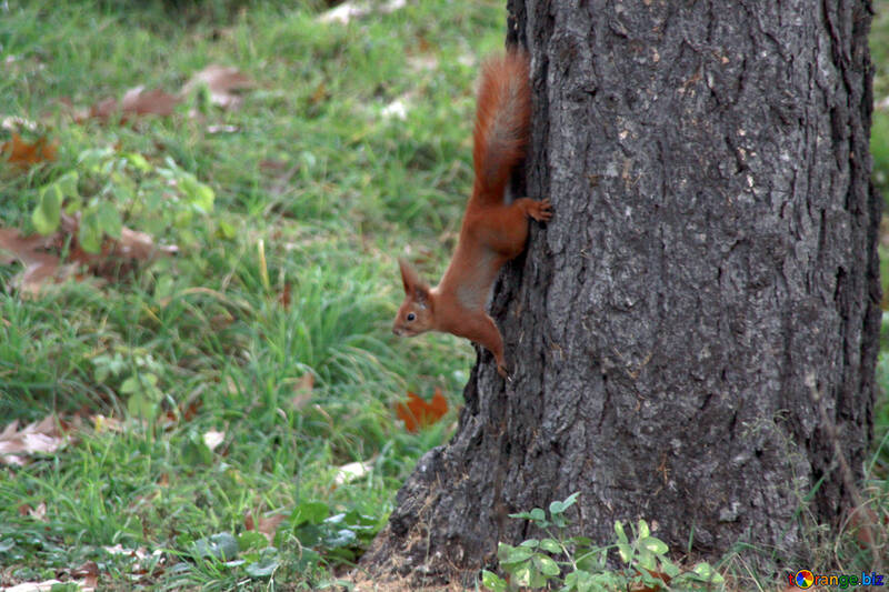 Eichhörnchen auf einem Baumstamm №596