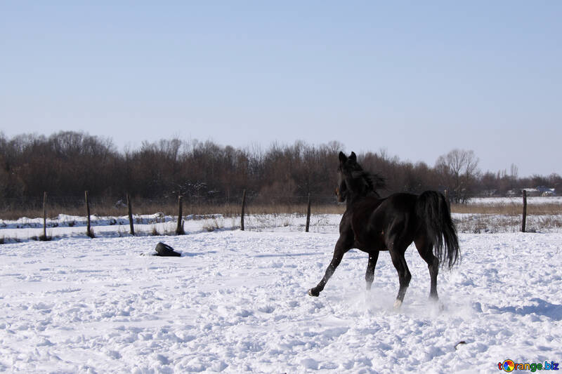 Black stallion to gallop №468