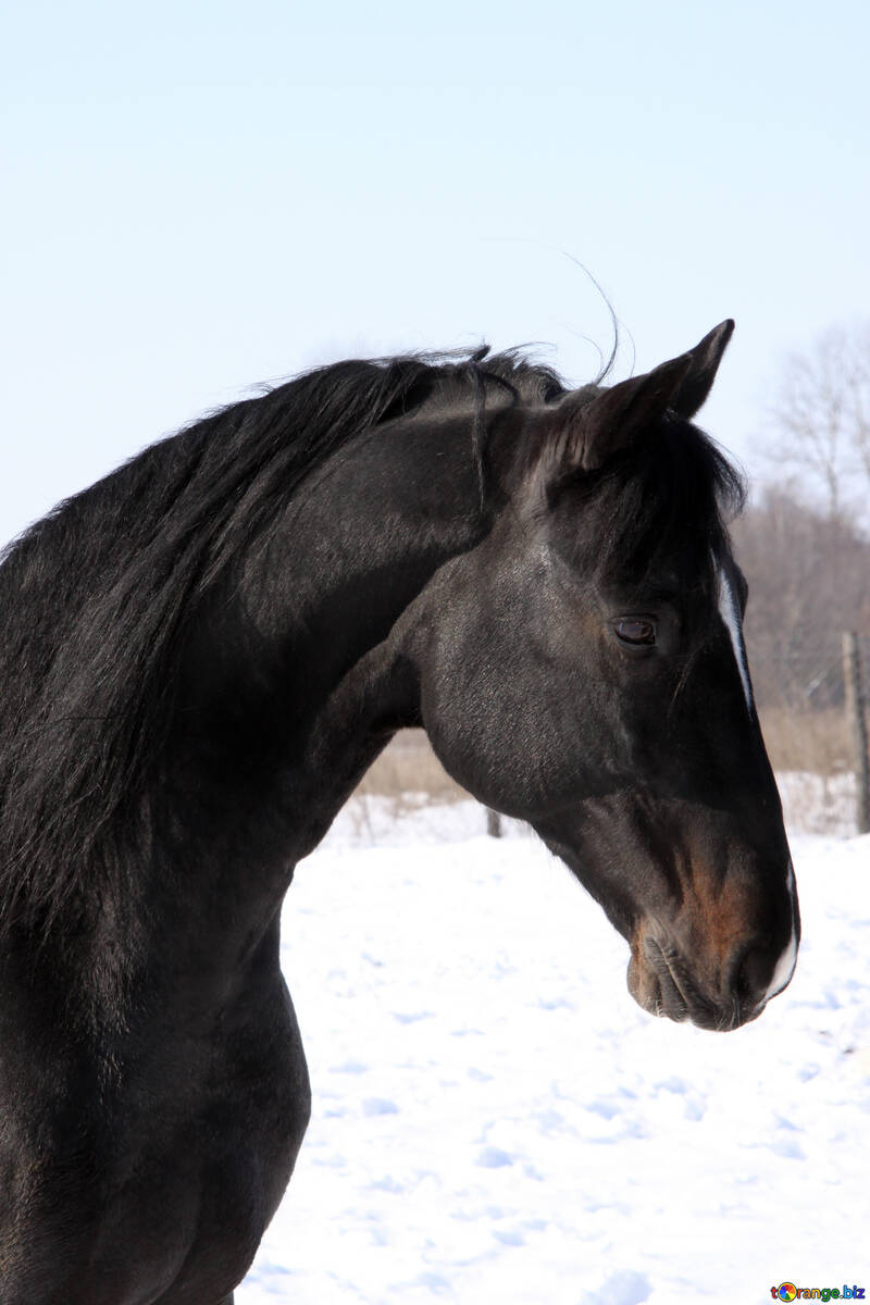 Schwarzes Stallion Produzent Portrait №464