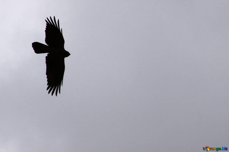 Crow flying against gray sky. Silhouette №588