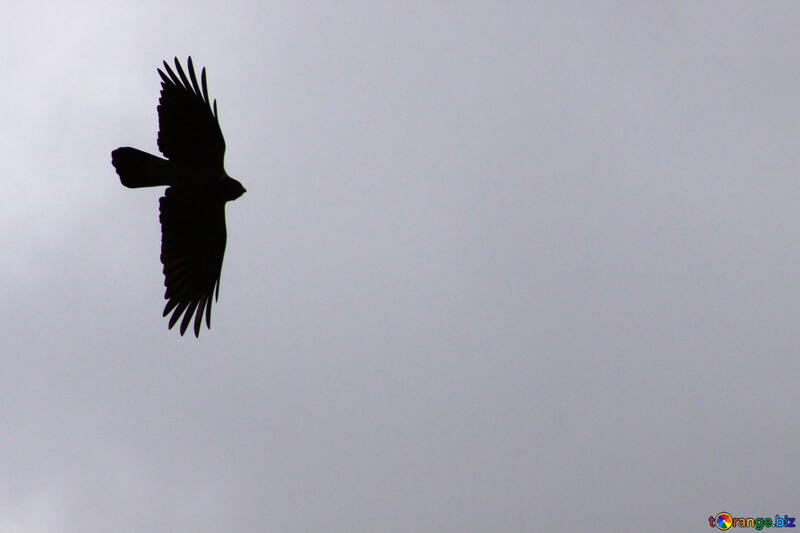 Corvo volo contro grigio cielo Siluetta №588