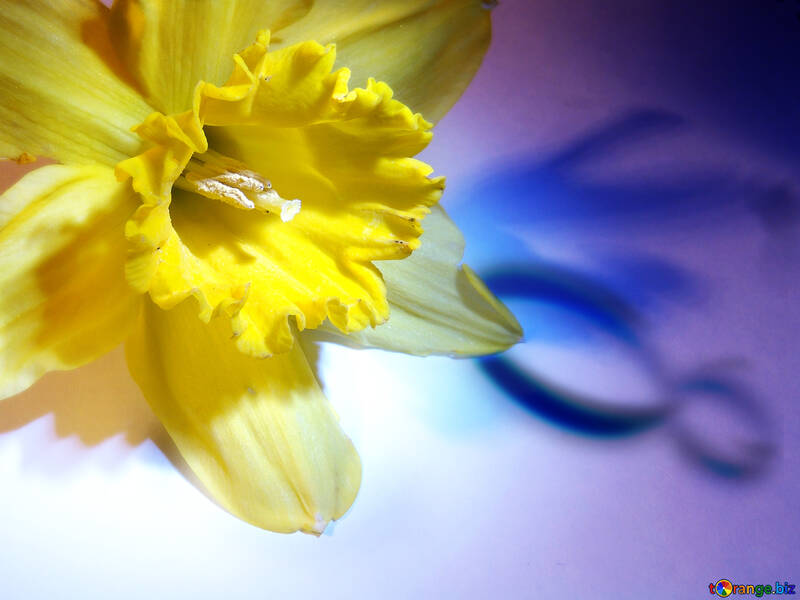 Narcissus on March 8 greetings №341