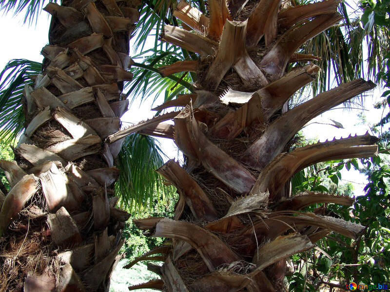 Palm tree trunk  №188