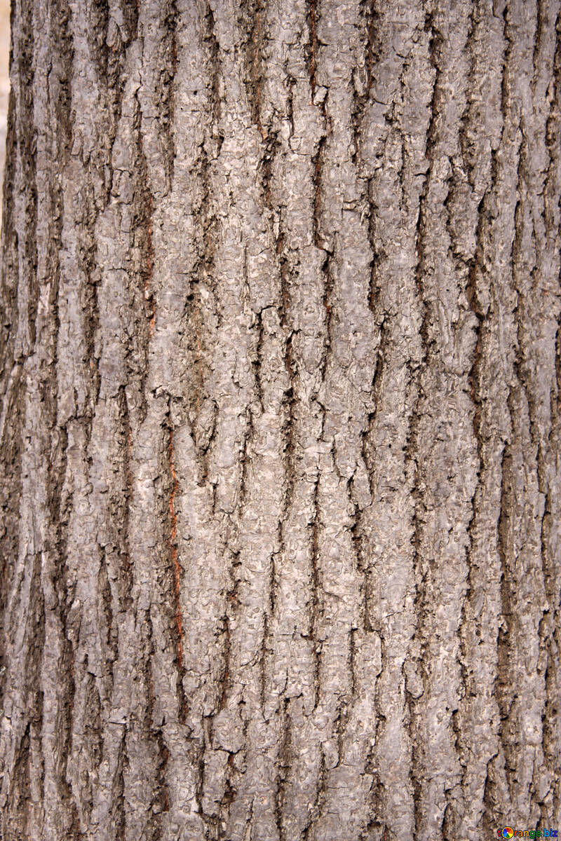 Кора лиственного дерева текстура №849