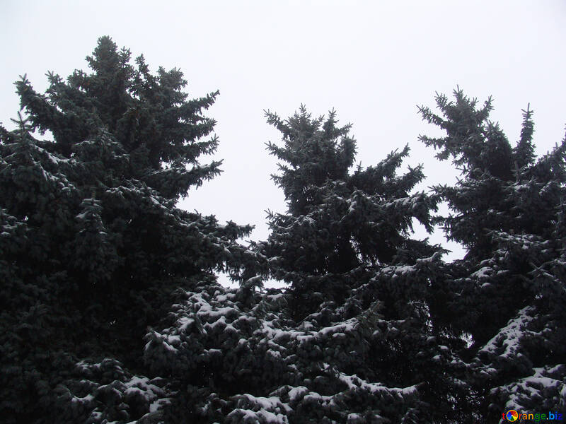 Tops of three fur-trees №413