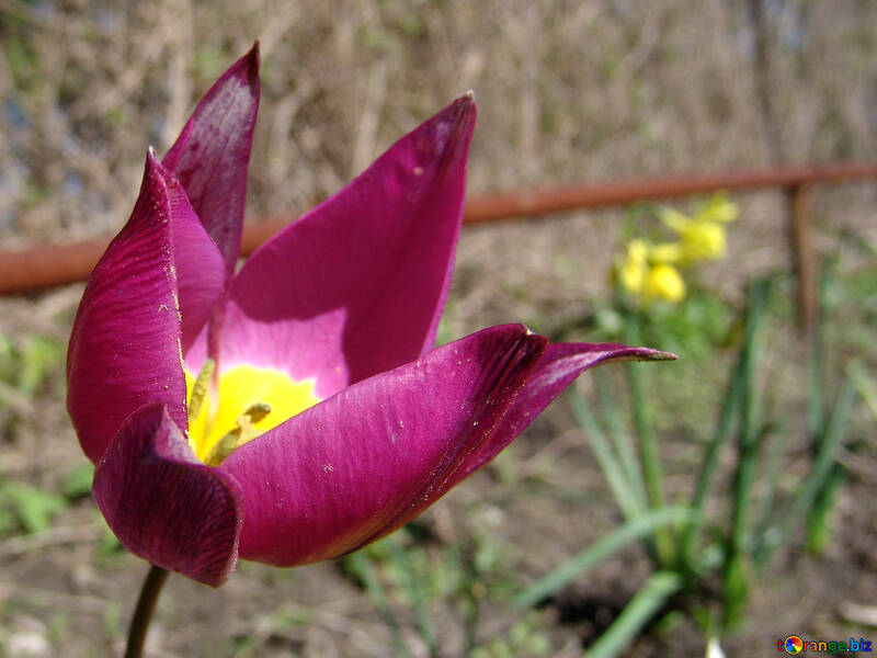 Tulipe №529