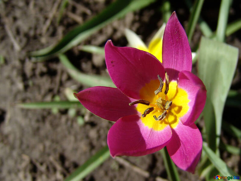 Tulpe blüht im Blumenbeet №535