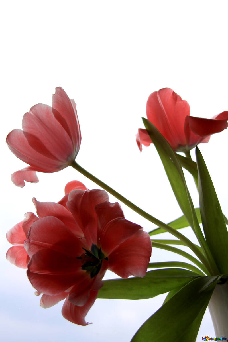 Blumenstrauß aus Tulpen №882