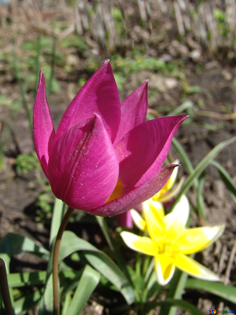 Tulip purple and yellow flower on background №531