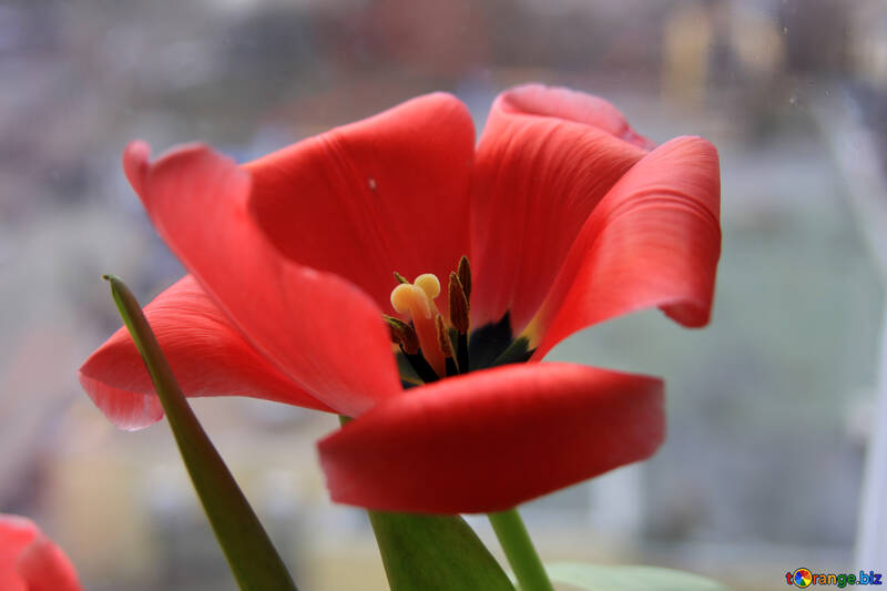 Red Tulip. Fechar -- №883