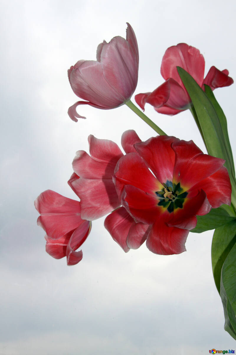 Los tulipanes rojo №945