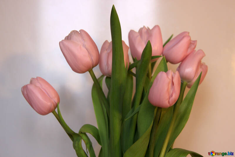 Bouquet of pink tulips №946