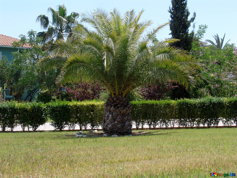 Palm tree №258