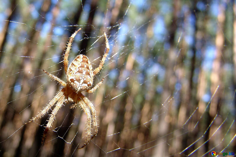 Eine Spinne sitzt im Web №673