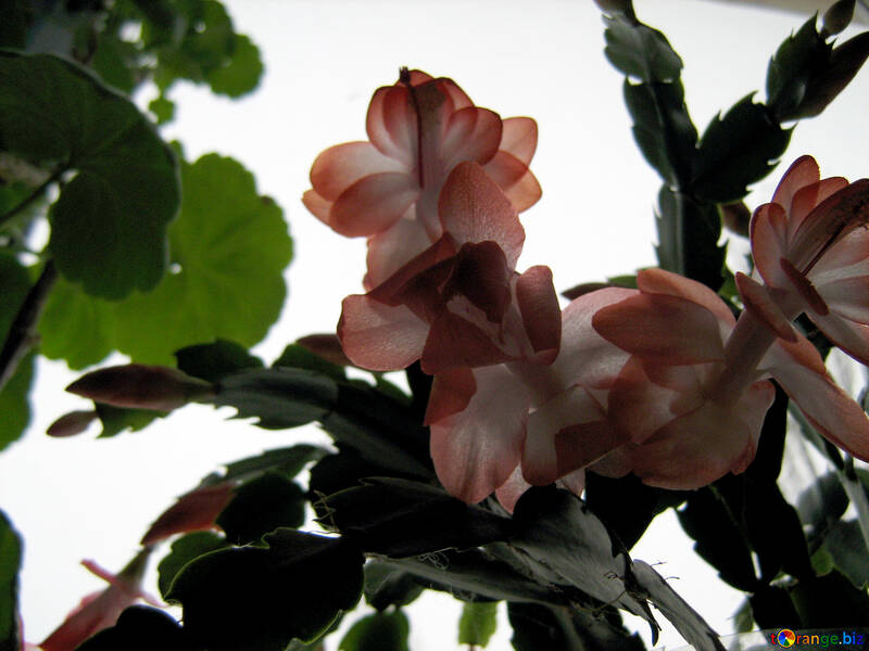 Rozhdestvennika flores en luz fondo ventana №546