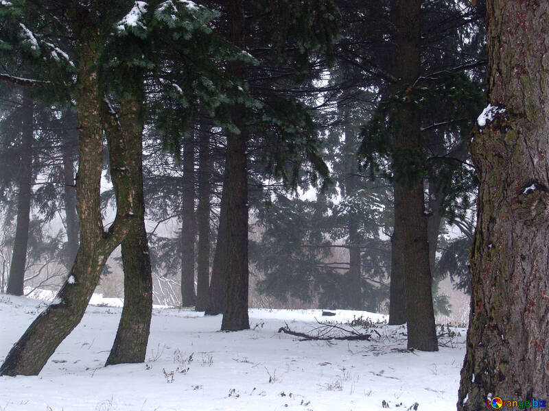Inverno floresta no nevoeiro №404