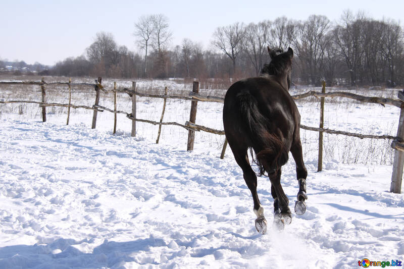 Young  horse  winter №473