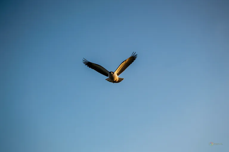 Відреставрована люксова версія The eagle soars in the sky Eagle soars against clear sky №1097