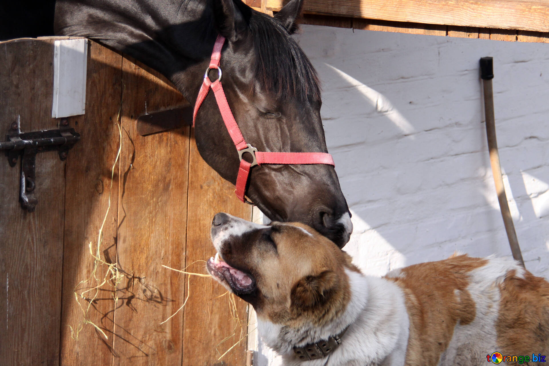 Как лошади относятся к людям. Какие отношения лошадей с людьми. Фото ослик и собаки Дружба.