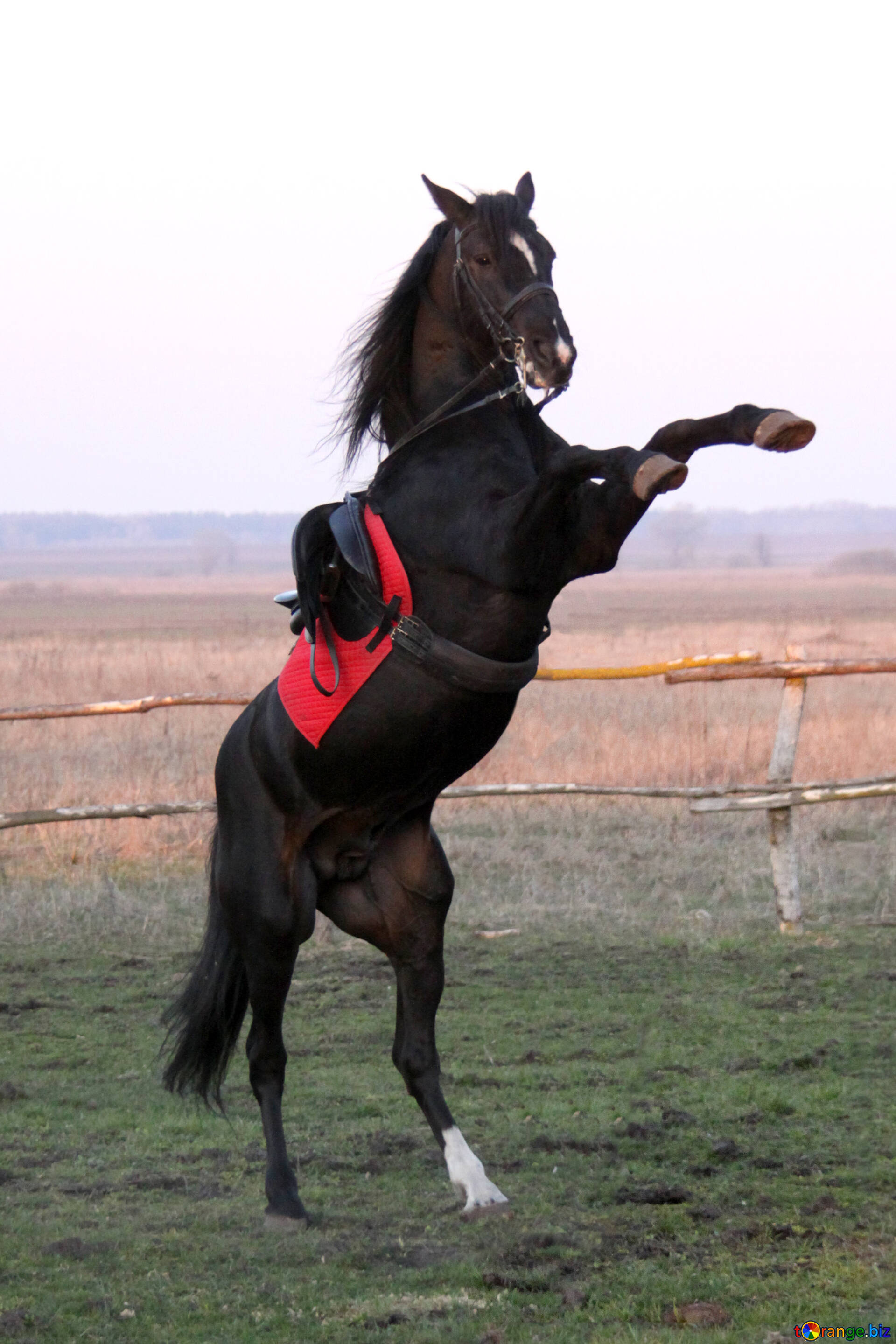 How Tall Are Horses Standing Up