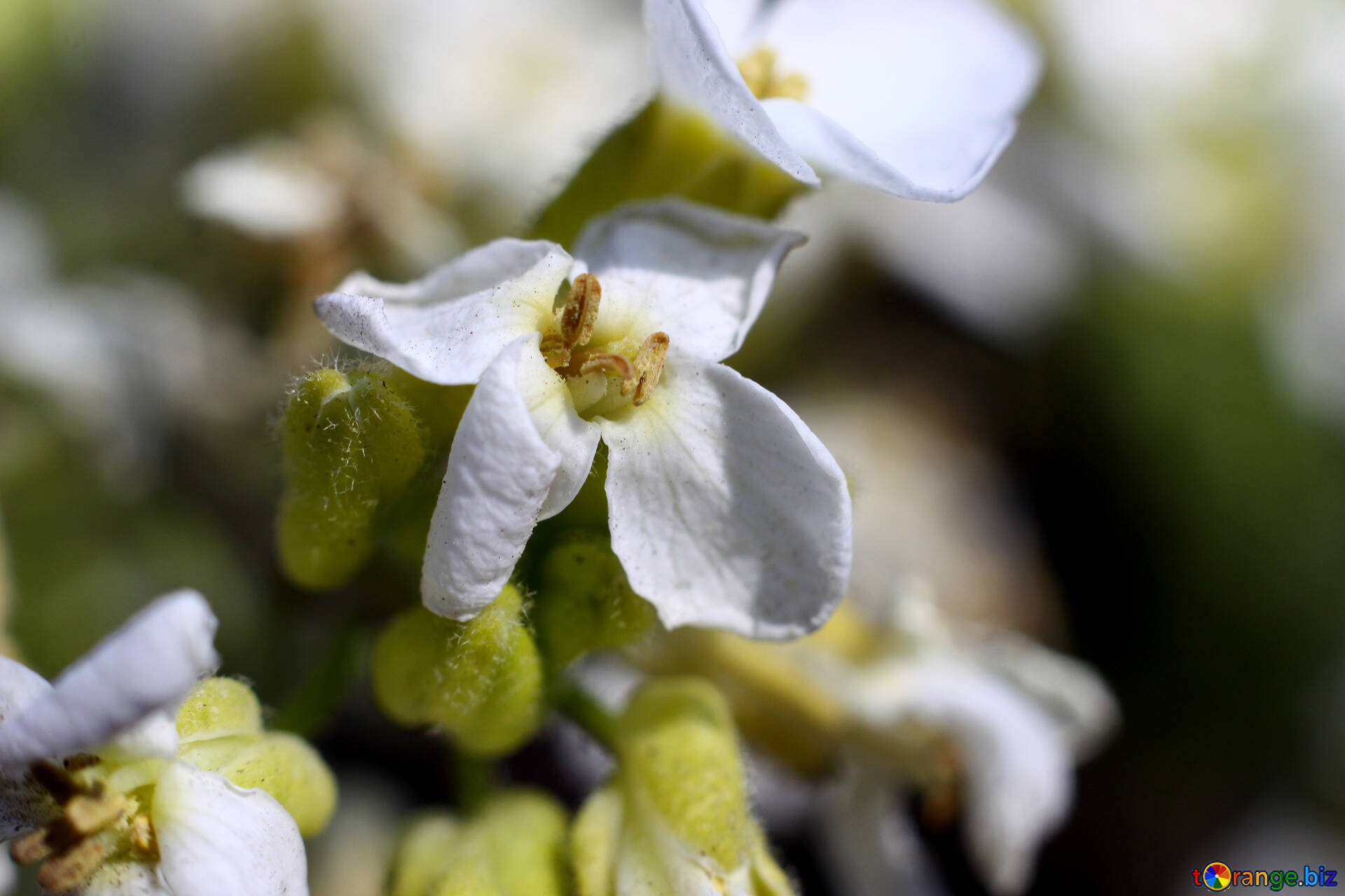 小さな花 無料の写真 白い 小花 無料の写真 マクロ 1732 Torange Biz